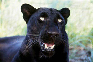 Blackpanther - 64.jpg